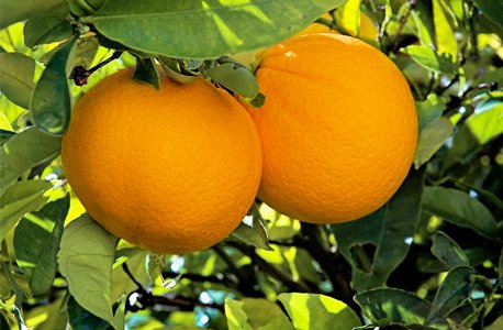 Navel Orange