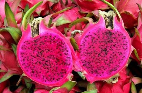 Red Flesh Dragon Fruit